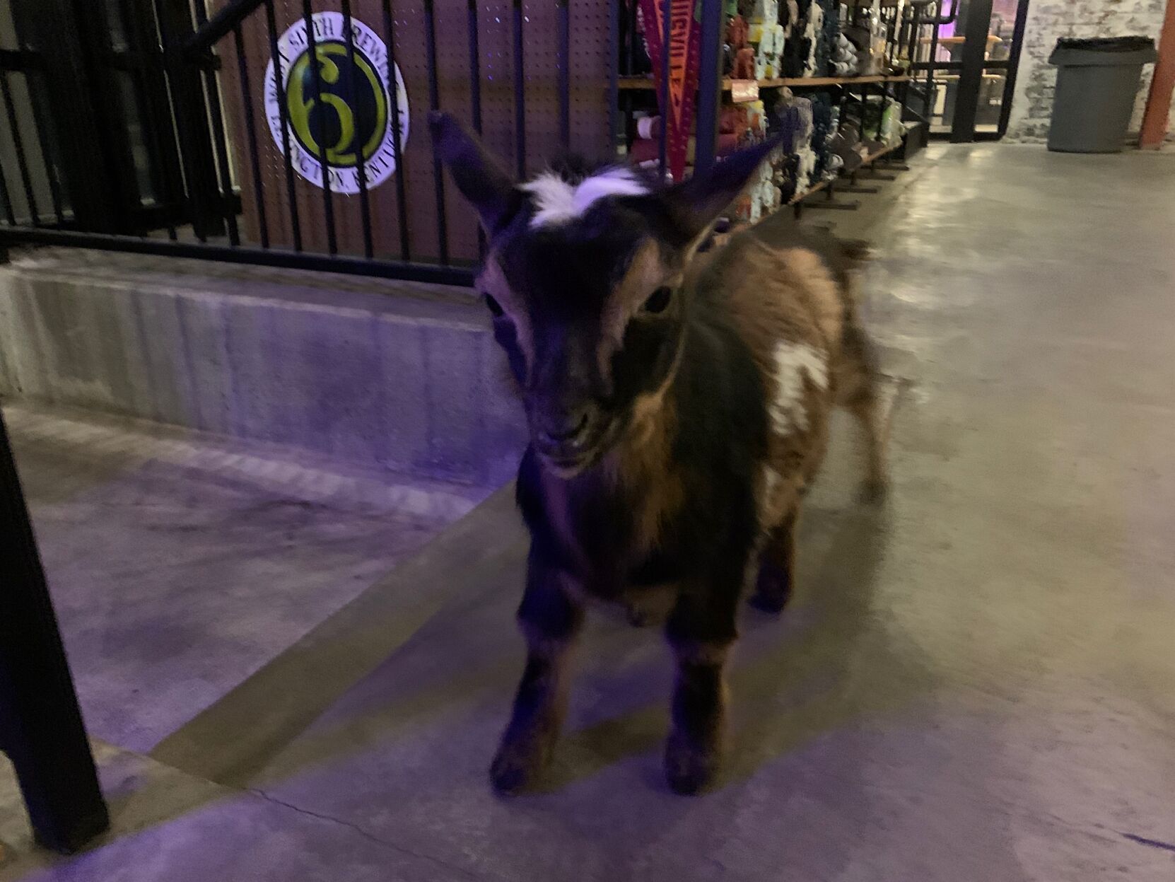 NuLu Bock & Wurst Fest turns Louisville's East Market District into a racetrack for goats